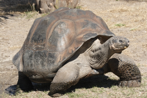 Galapagos_giant_tortoise_Geochelone_elephantopus
